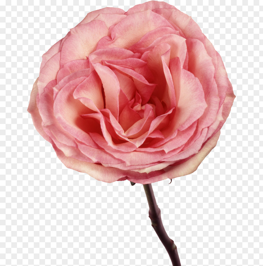 Garden Roses Cabbage Rose Floribunda Wallpaper PNG