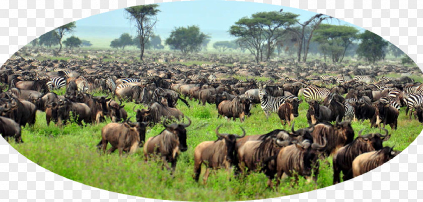 Lion Serengeti National Park Maasai Mara Tarangire Ngorongoro Crater PNG