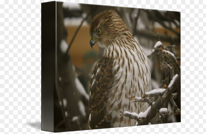 Red Tail Hawk Fauna Wildlife Beak Feather PNG