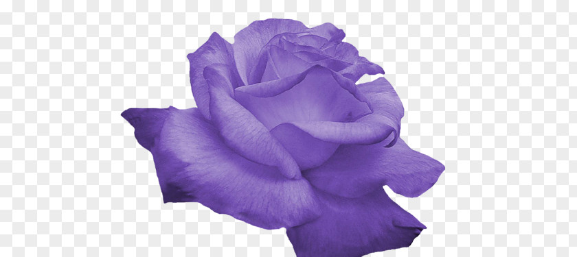 Rose Flower Purple Clip Art PNG
