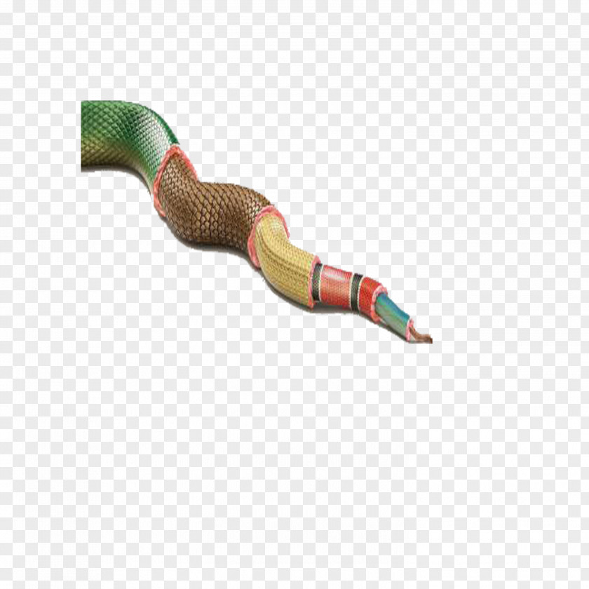 Snake Eating Clip Art PNG