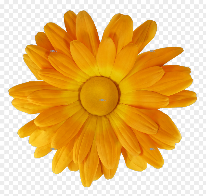 Chrysanthemum Aduo Common Daisy Flower Petal PNG