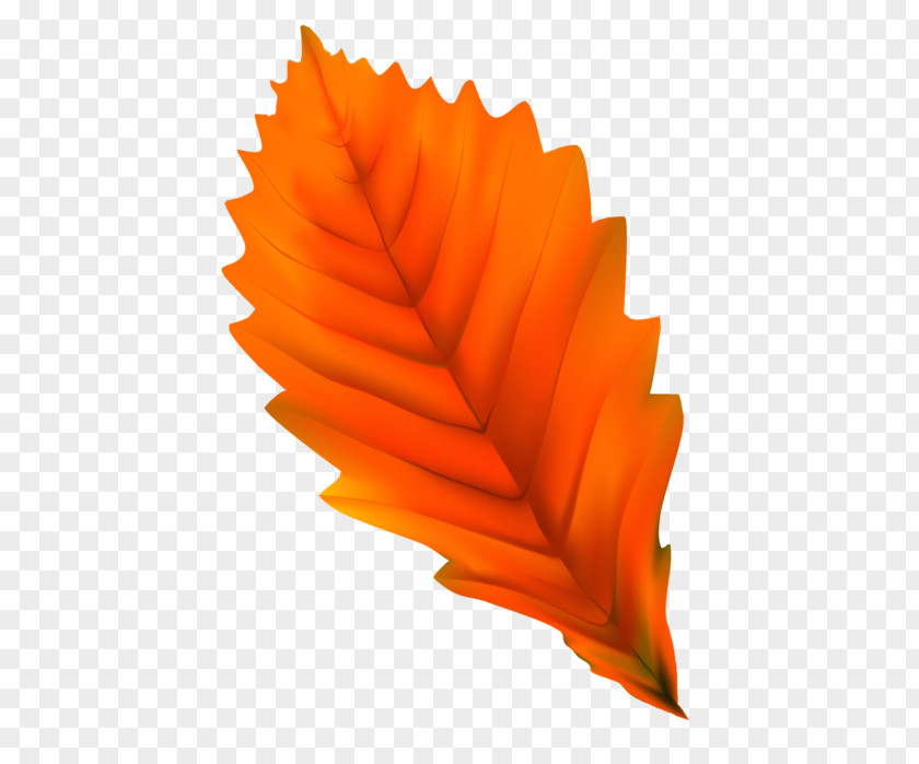 Leaf Vector Graphics Autumn Leaves Design PNG