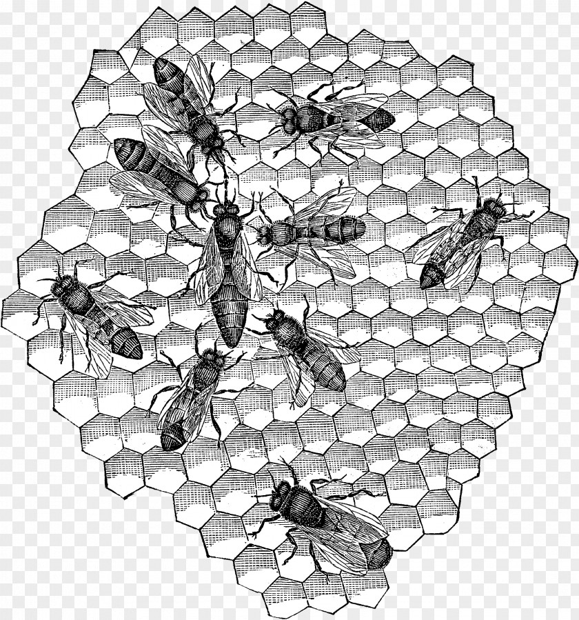 M SymmetryBee Honey Bee Black & White PNG