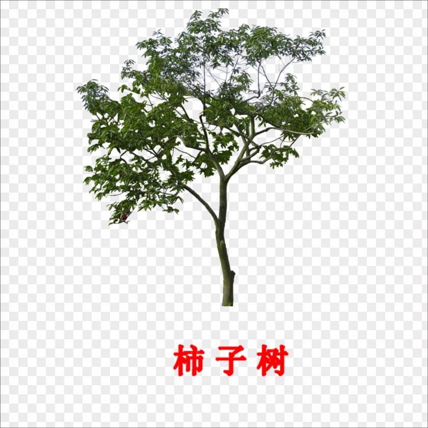 Persimmon Tree Branch Leaf PNG