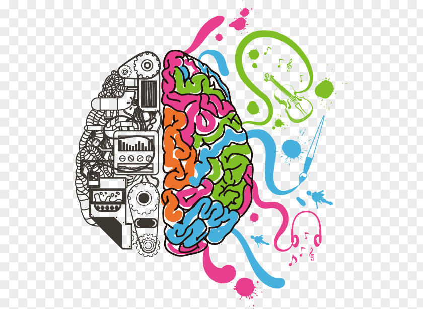 Vector Hand-drawn Brain Lateralization Of Function Human Science PNG
