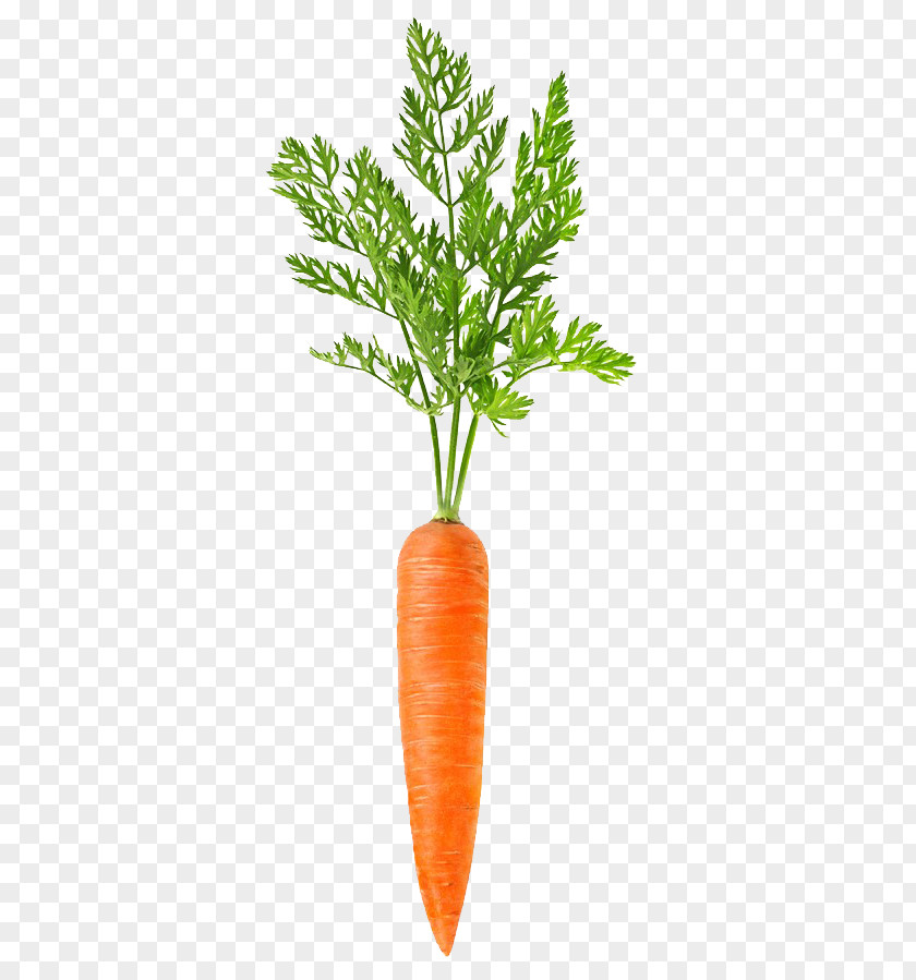 A Carrot PNG