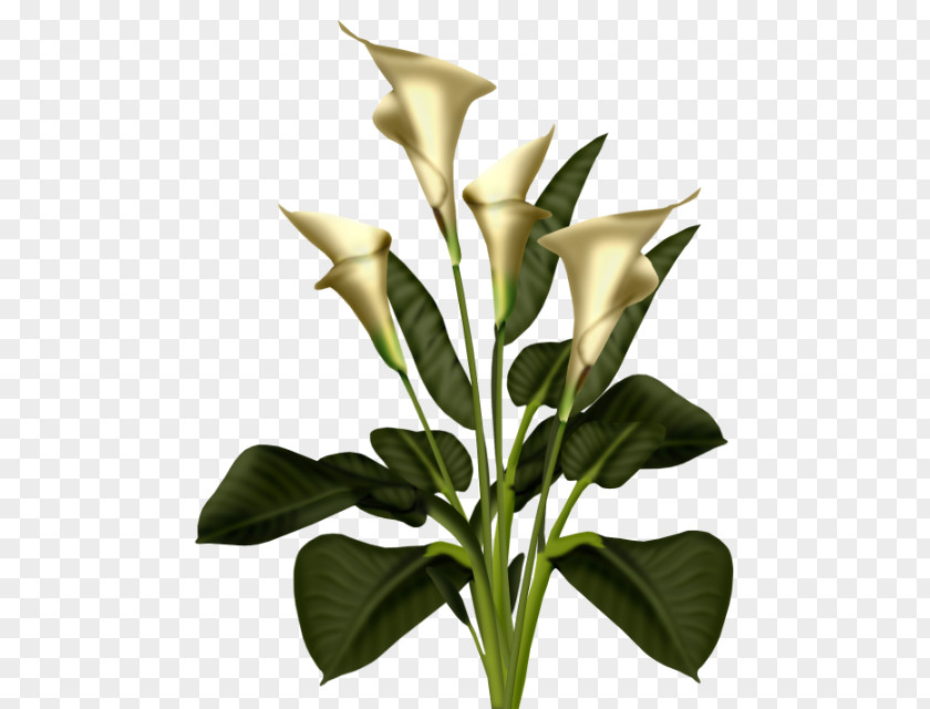 Arum-lily Clip Art PNG