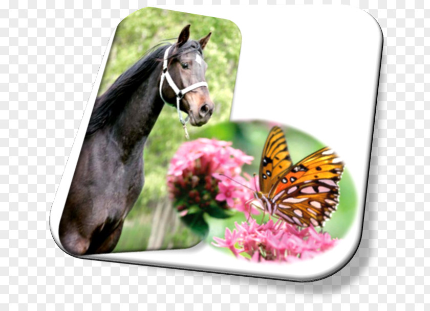 Butterfly Mustang Uma Paixao Sentida Halter Insect PNG