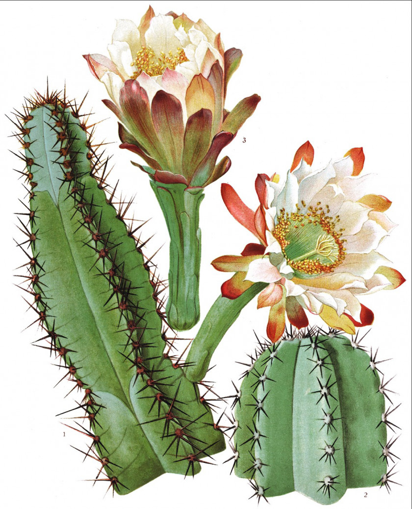 Cactus New York Botanical Garden The Cactaceae Botany Illustration PNG