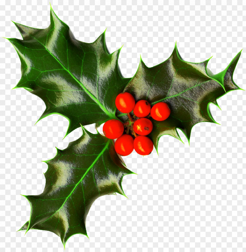 Christmas Common Holly Decoration Tree Clip Art PNG