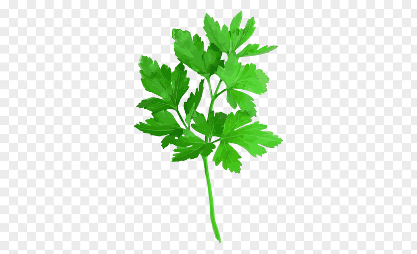 Coriander Powder Parsley Red Curry Thai Cuisine Herb PNG
