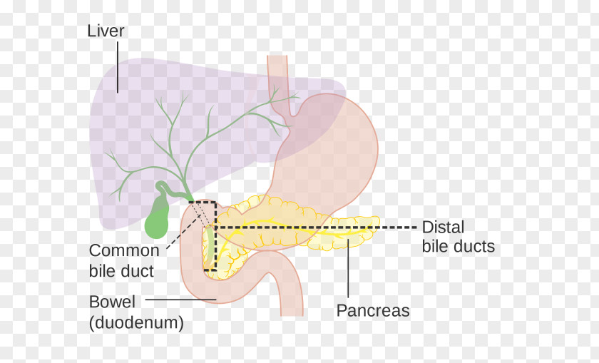 Ducts Bile Acid Dengue Digestion Homeostasis PNG
