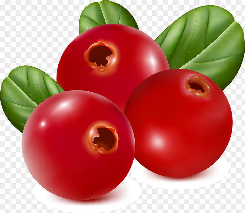 Hand Painted Red Tomato Leaves Fruit Strawberry Blueberry PNG