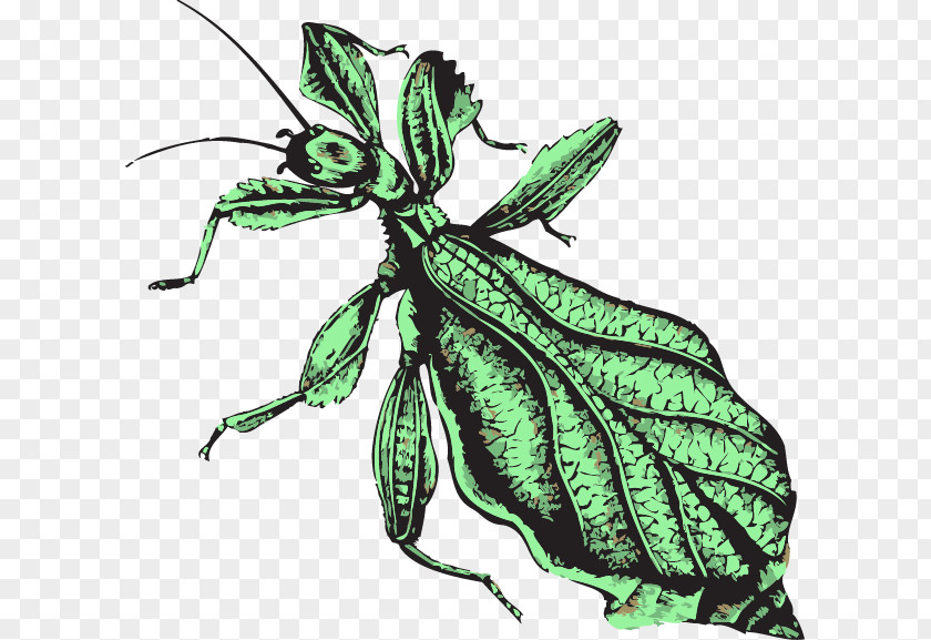 Insect Butterfly Morality Weevil Moral Psychology PNG