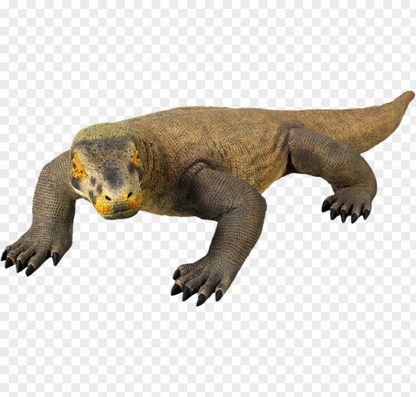 Lizard Komodo Dragon Reptile PNG