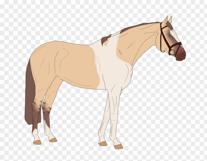 Mustang Foal Stallion Mare Rein PNG