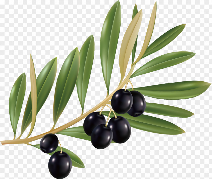 Olive Leaf Mediterranean Cuisine Oil PNG