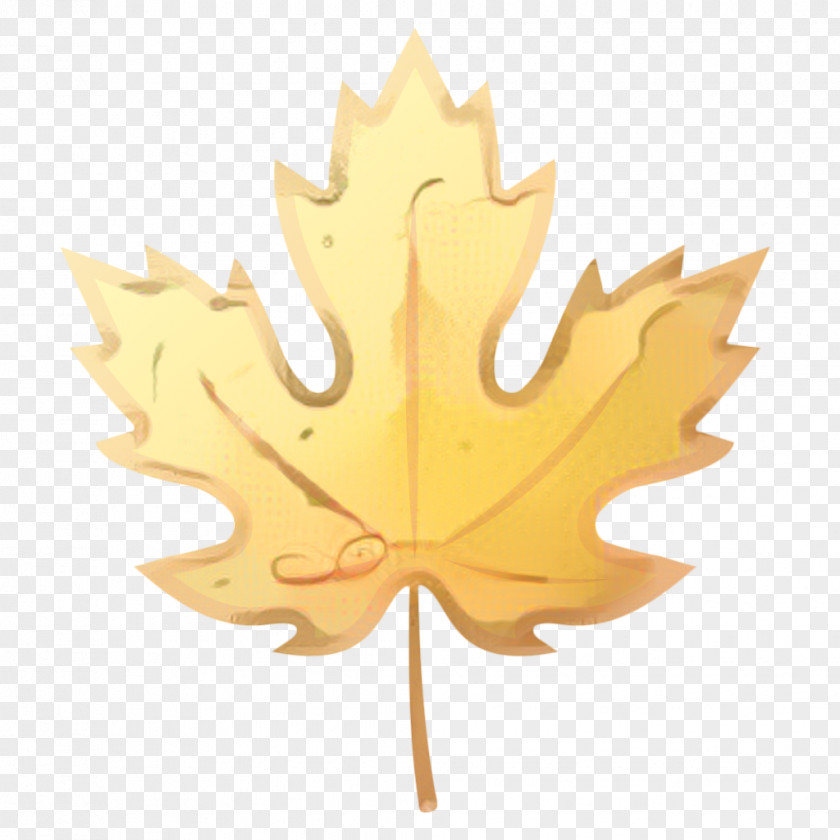 Soapberry Family Black Maple Canada Leaf PNG