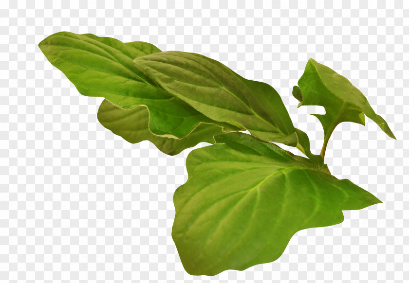 Les Feuilles Rouges Basil Leaf Plant Stem Tree PNG