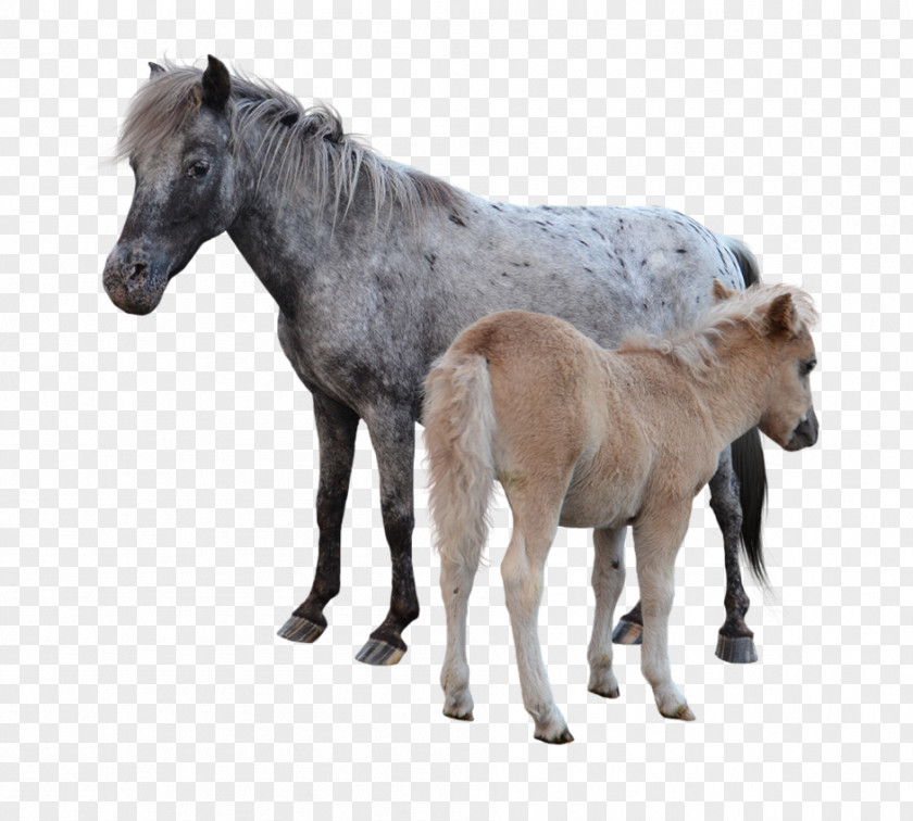 Mustang American Miniature Horse Pony Foal Colt PNG