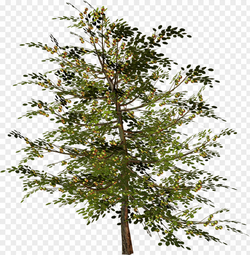 Twigs Tree Woody Plant Twig Branch PNG