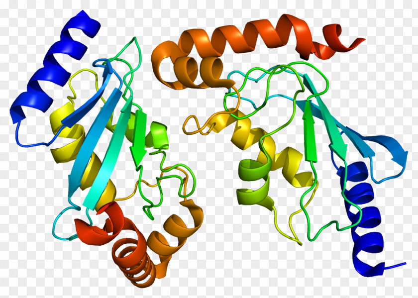 UBE2H Protein Ubiquitin-conjugating Enzyme Gene PNG