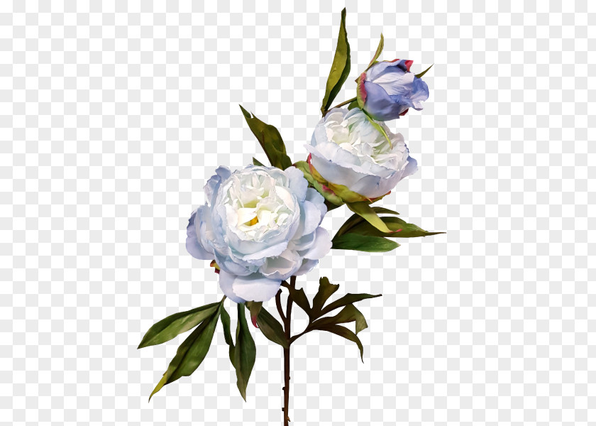 Bud Wedding Cut Flowers Centifolia Roses Rosaceae Plant PNG