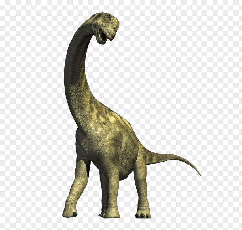 Dinosaur Camarasaurus Apatosaurus Triceratops Diplodocus Museum PNG