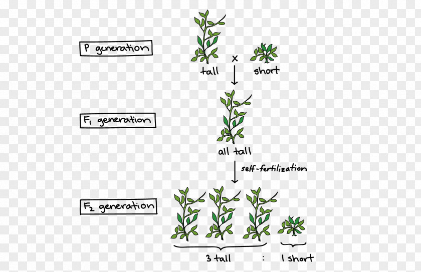 Flower And Rattan Division Line Experiments On Plant Hybridization Mendelian Inheritance Pea Genetics PNG