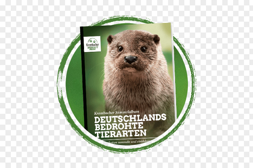 Krombacher Eurasian Otter Brauerei European Badger American Mink PNG