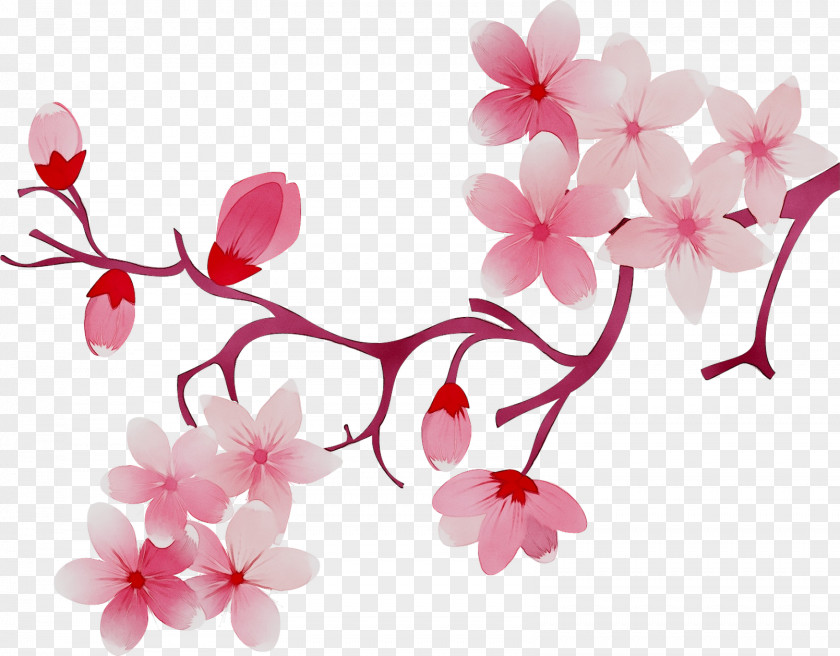 Cherry Blossom ST.AU.150 MIN.V.UNC.NR AD Flowering Plant Cherries PNG