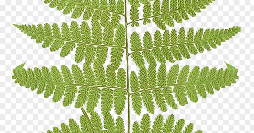 Leaf Frond Fern Clip Art Vascular Plant PNG
