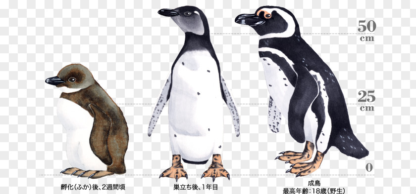 Magellan Penguin King Cartoon Beak Carnivora PNG