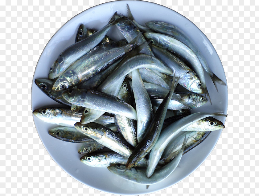 Tamarind Juice Sardine Fish Products Anchovies As Food Oily Anchovy PNG