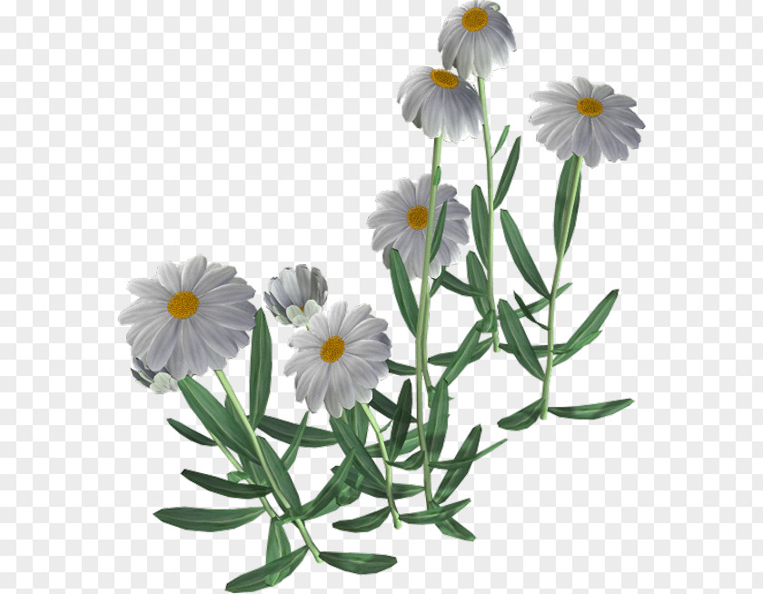 Beautiful Camomile Flower Common Daisy Chamomile PNG