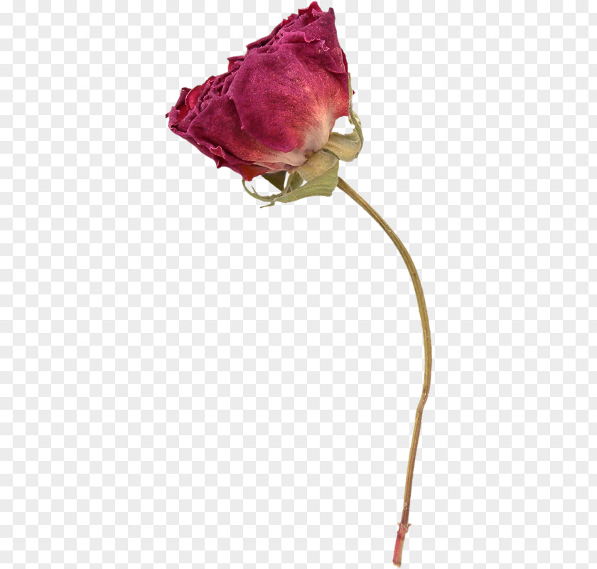 Flower Garden Roses Herbarium PNG