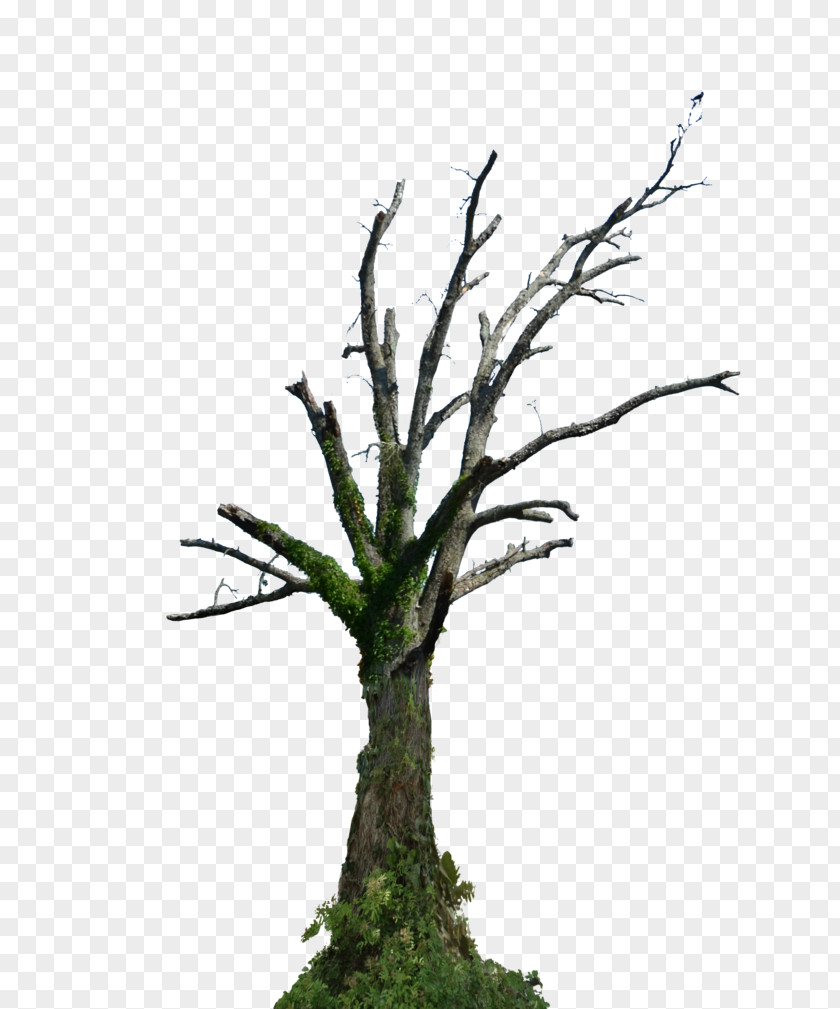 Green Tree Root Branch Snag PNG