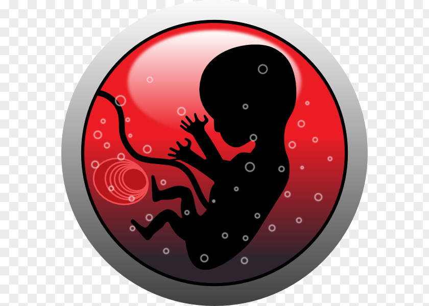 Human Embryogenesis Pregnancy Homo Sapiens Clip Art PNG