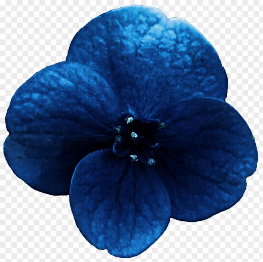 Hydrangea Midnight Blue Cobalt Turquoise PNG
