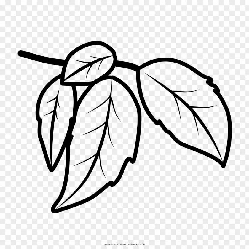 Leaf Coloring Book Drawing Tree PNG