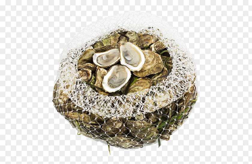 Oysters Oyster PNG