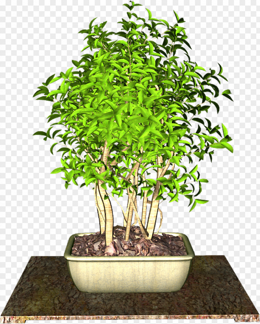 Plant Sageretia Theezans Flowerpot Clip Art PNG
