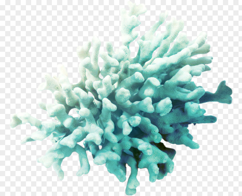 Sea Coral Algae Clip Art PNG