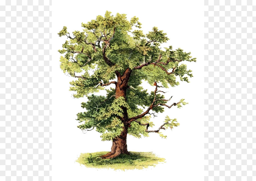Tree Of Love Farm Oak Pine Clip Art PNG