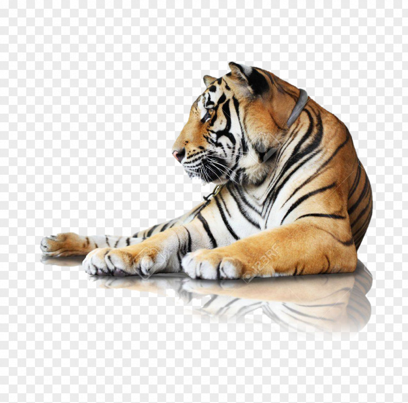 Bengal Tiger Stock Photography Stock.xchng Royalty-free Image PNG