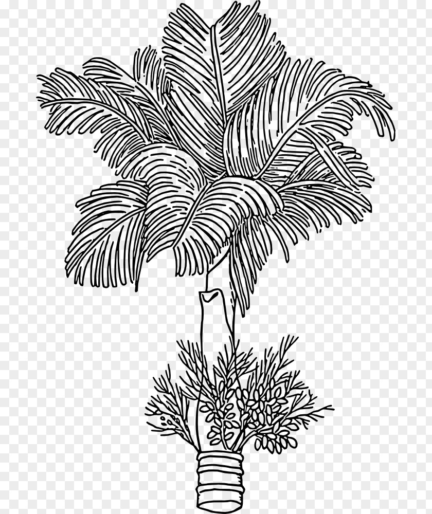 Betel Leaf Areca Palm Nut Arecaceae Paan PNG