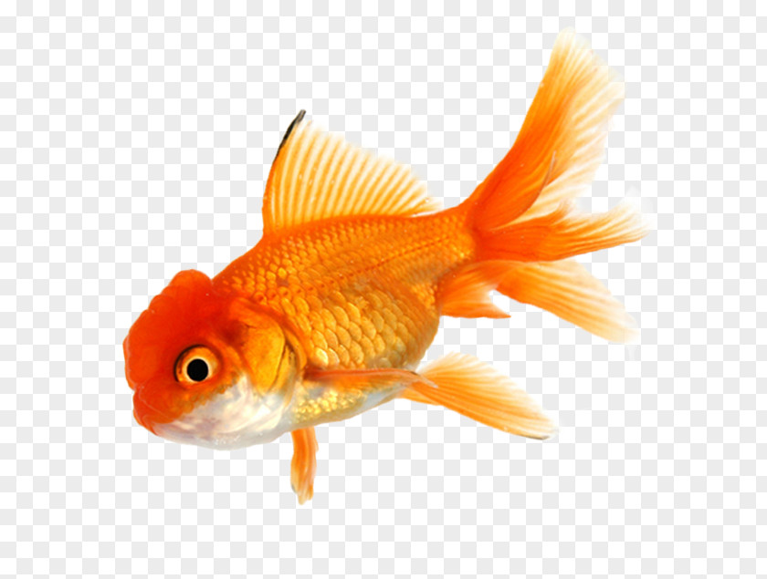 Fish Common Goldfish Royalty-free Aquarium Clip Art PNG