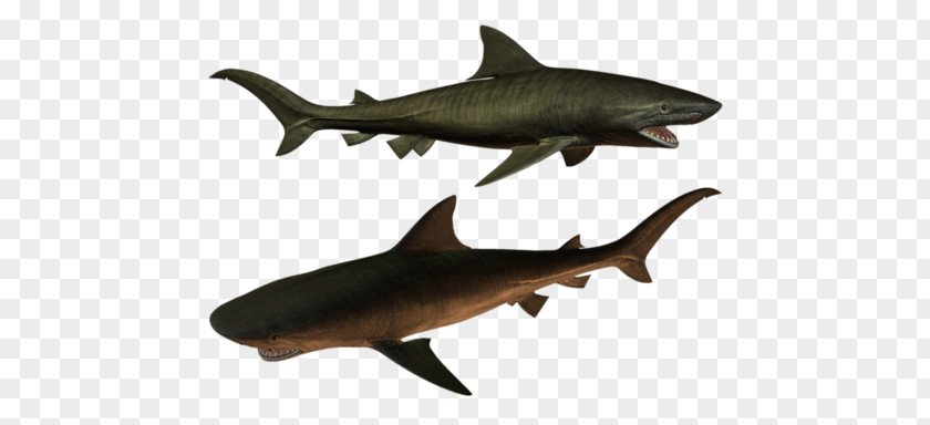 Fish Tiger Shark Squaliformes Requiem Marine Biology PNG