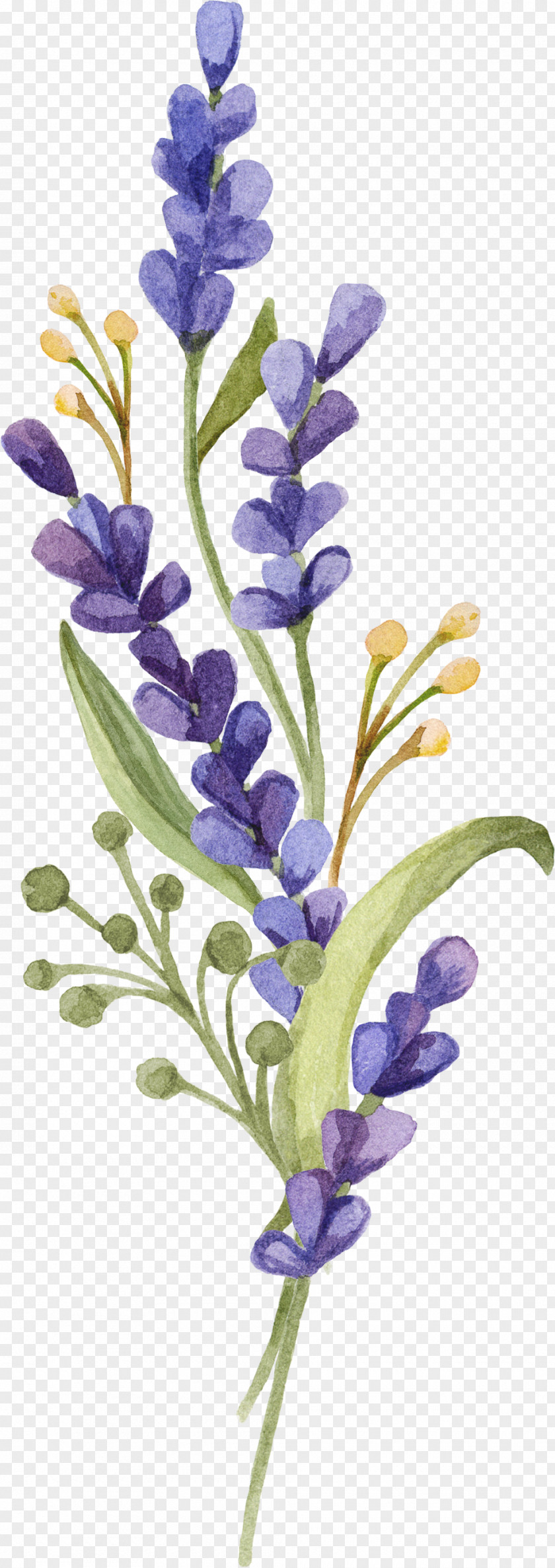 Lavender PNG clipart PNG